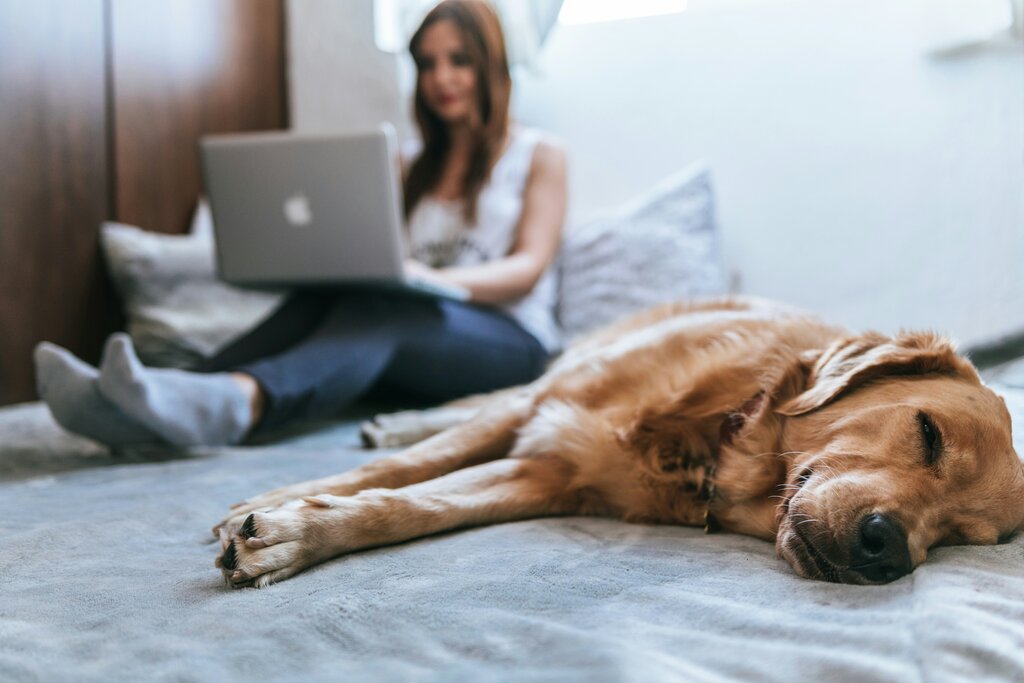 Pet Insurance Explained: Types, Exclusions, and Money-Saving Tips
