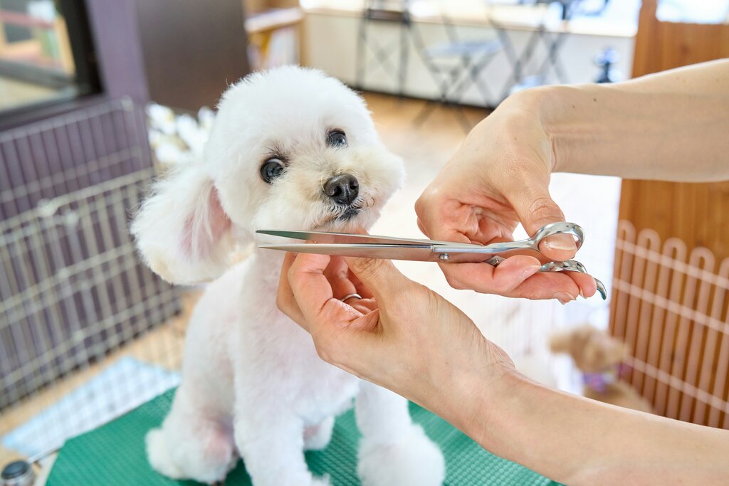 Pet Grooming Essentials: From Bathing to Nail Trimming Made Easy